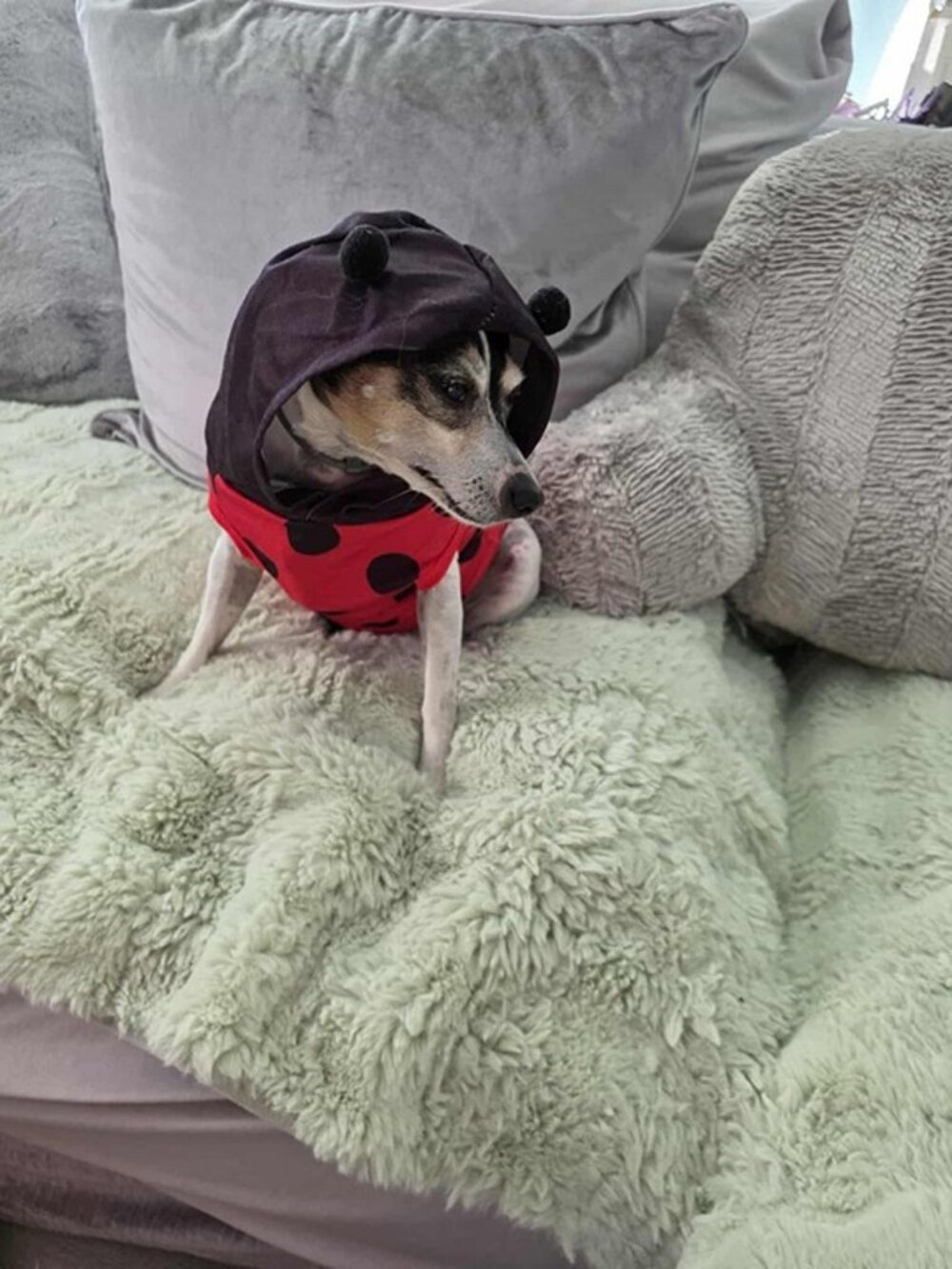 Dog Ladybug Costume Size S Lightweight Breathable